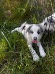 Sprzedam Psa Border Collie