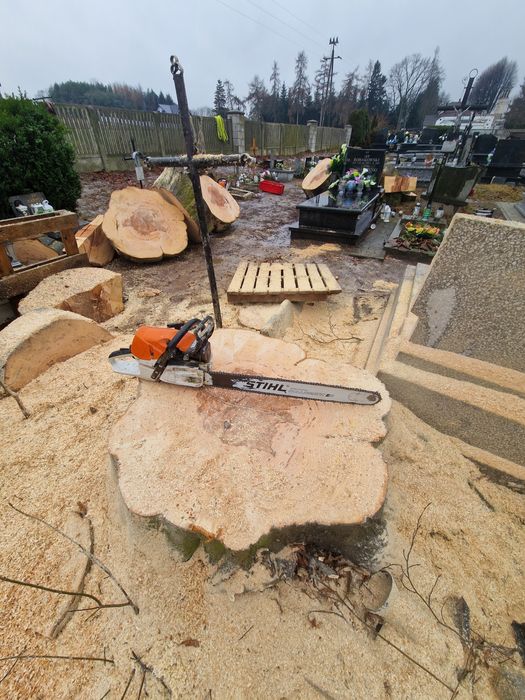 Wycinka drzew/ pielegnacja drzew/wycinka alpinistyczna