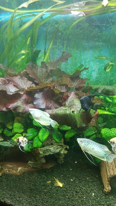 Продам акваріум .