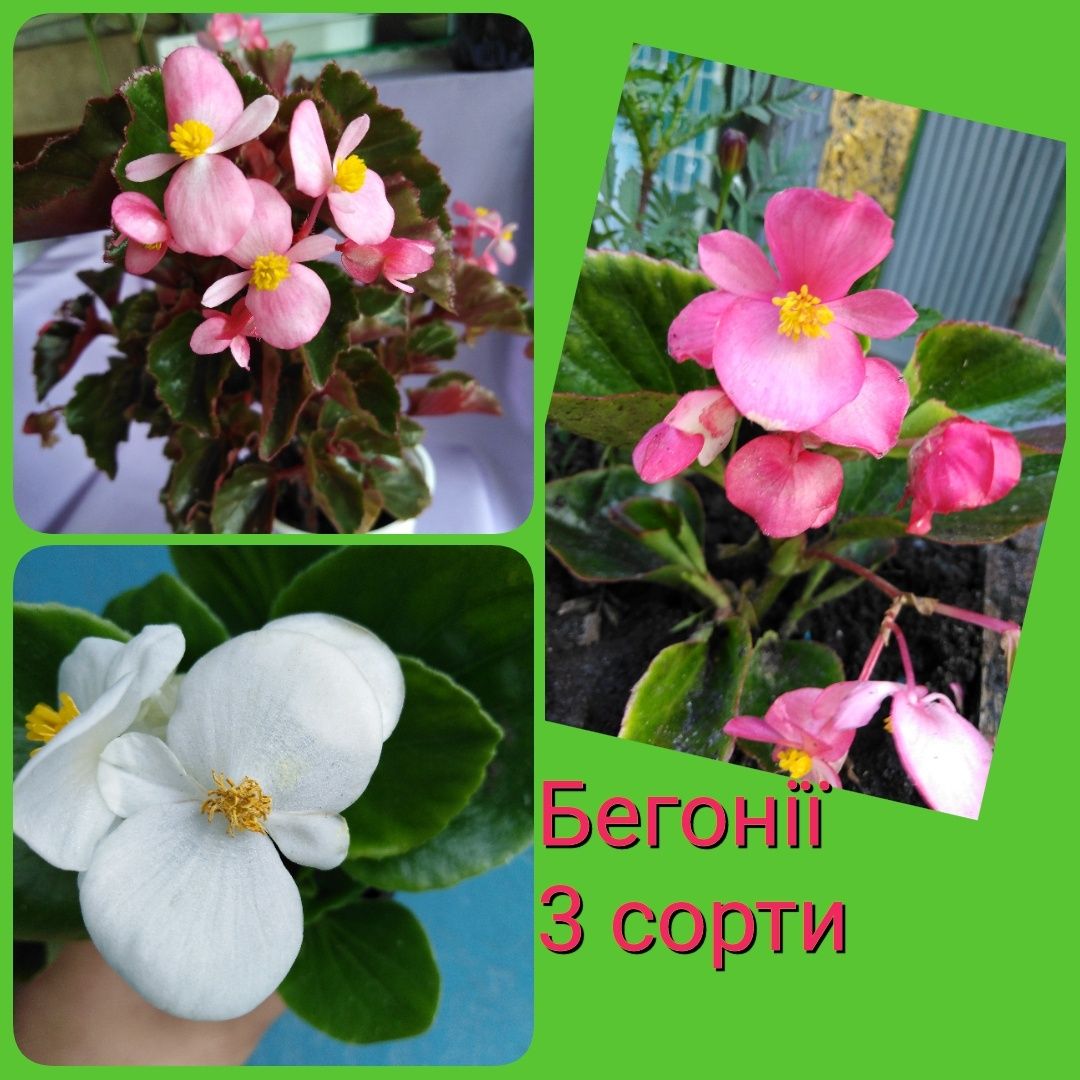 Гибискусы 3 с. бегонии 8с. монстера Манки  плющи 5 с. сингониумы 3 с.
