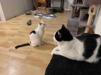 Dwa koty pilnie szukają domu