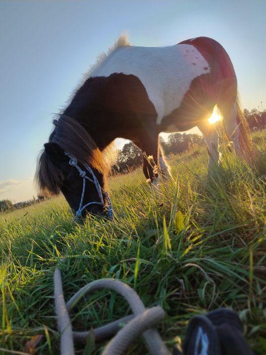 Kochany kucyk profesor