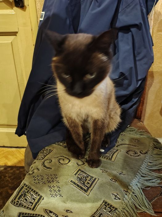 Найден сиамский кот!