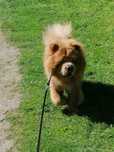 Chow-chow oddam.