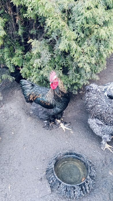 Koguty Kochiny tegoroczne.