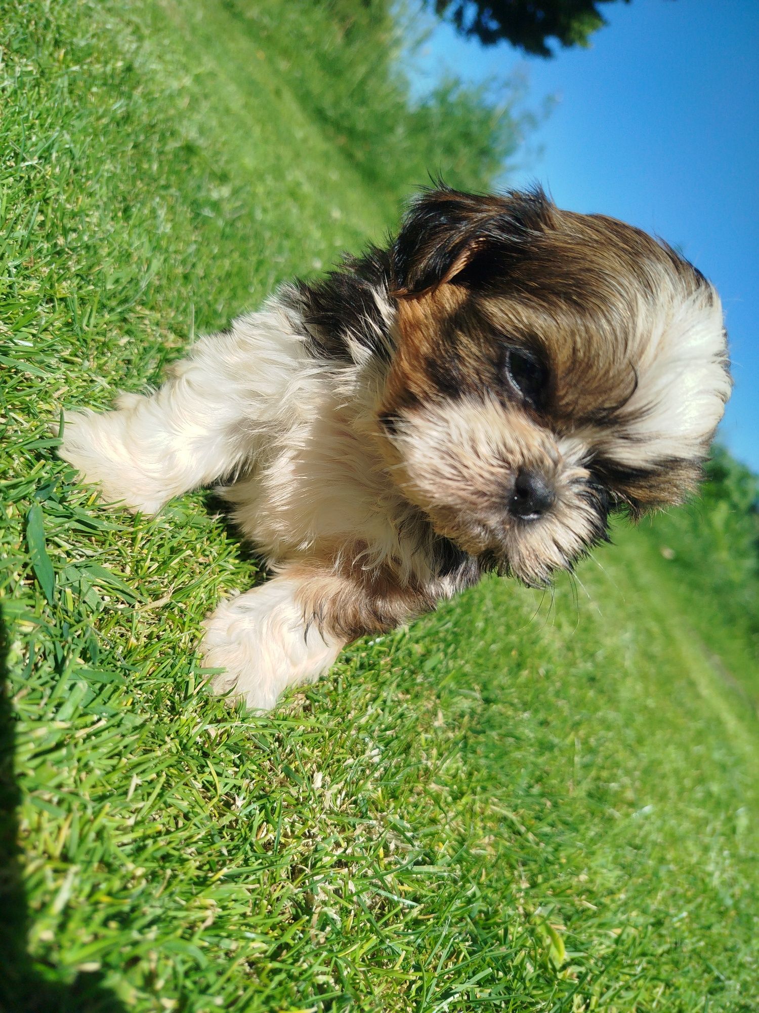 Shih tzu gotowe do odbioru