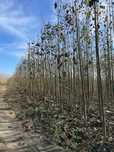 Drzewo tlenowe oxytree 3 letnie 3-4m Paulownia Certyfikat