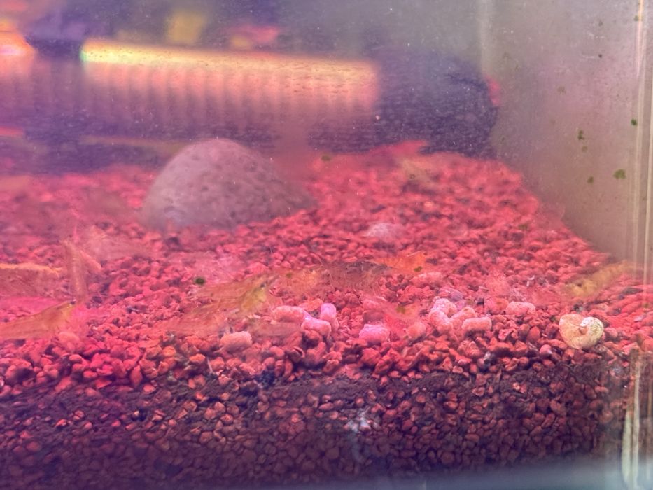 Camarões de aquario