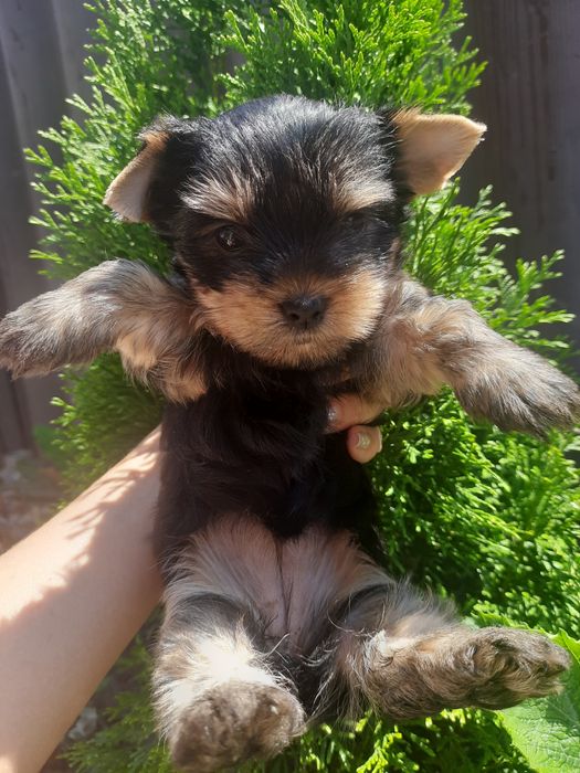 Ухтышки Одесские