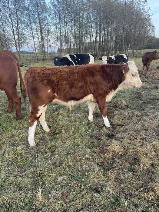 Sprzedam cielęta odsadki – krzyżówki z rasą mięsną