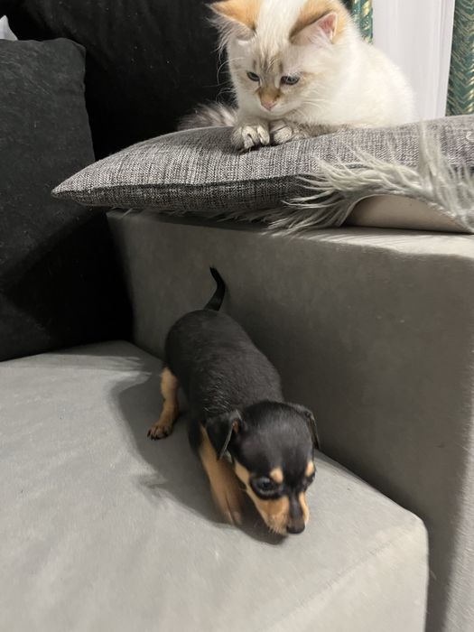 Pińczer miniaturowy ratlerek