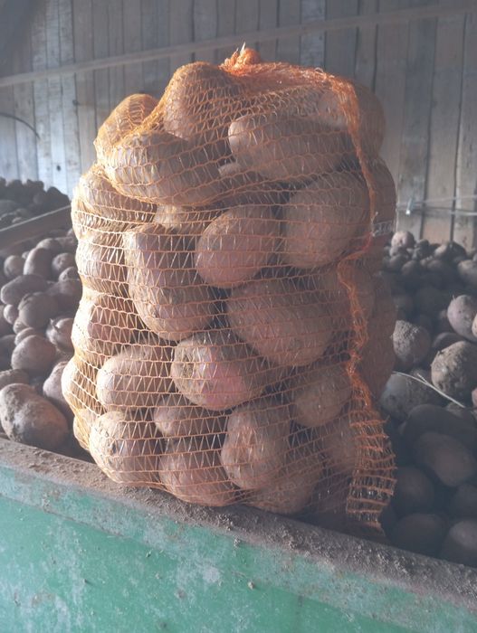 Ziemniaki odmiana irga