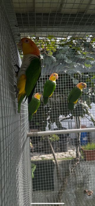 Marinha de Cabeça Canela