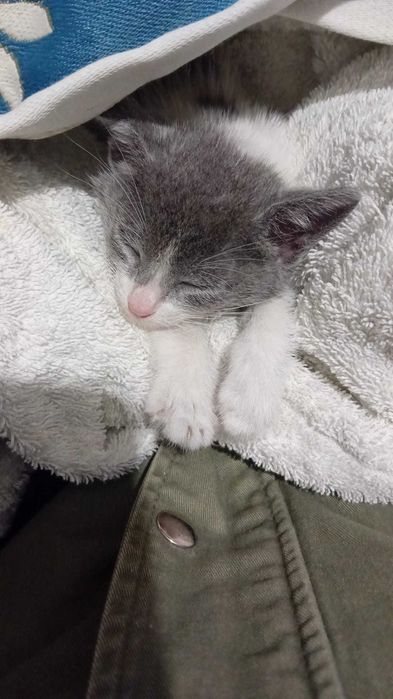 Da se gatinho cerca de 1 mês