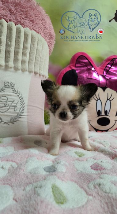 Mini xxs dziewczynka chihuahua długowłosa