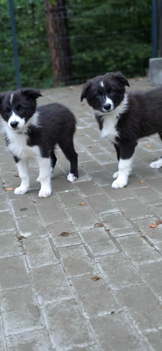 Border collie czarno-biały FCI ZKwP