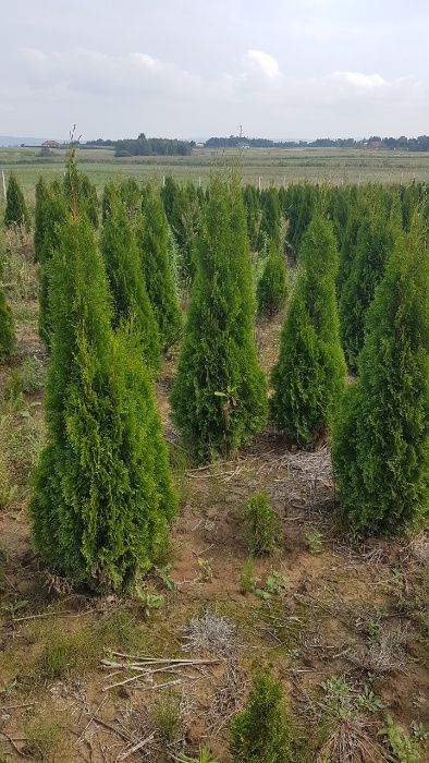 Thuja Szmaragd 160 cm,chusta Jutowa, kopana,donica różne rozmiary