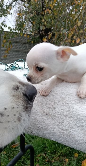 Śliczna sunia chihuahua krótkowłosa ZKwP FCI