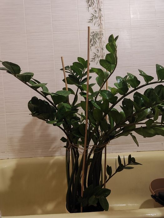Заміакулькас 95 см рослина в офіс