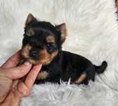 Yorkshire Terrier- sunia z rodowodem