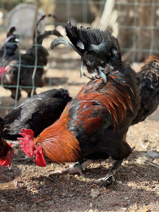 Marans casais opurtunidade