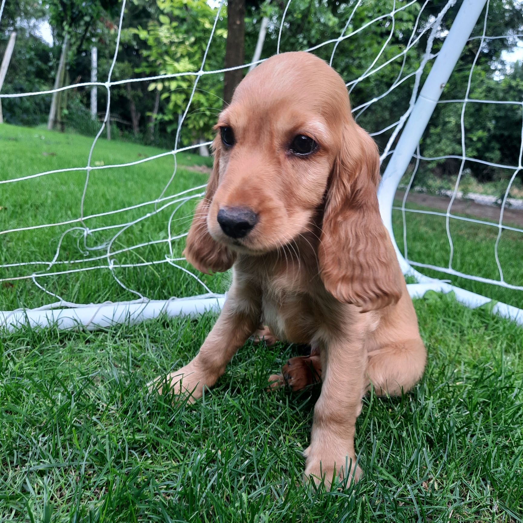 Cocker Spaniel "REZERWACJA"