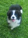 Border collie z metryka Fci