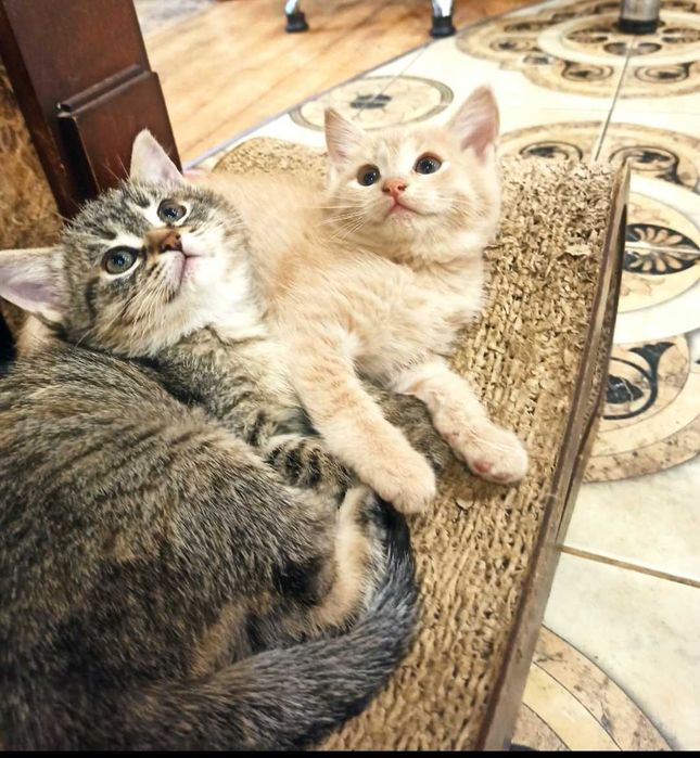 Кошенята шукають сім'ю.