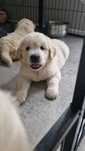 Golden Retriever Suczka ZkwP FCI