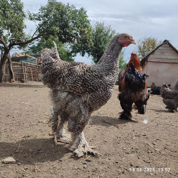 Кури Брама куропатчата,полосата зозуляста