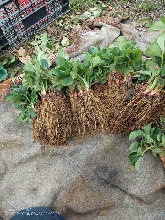 Саджанці копаної ремонтантної, літньої полуниці + Подарунок