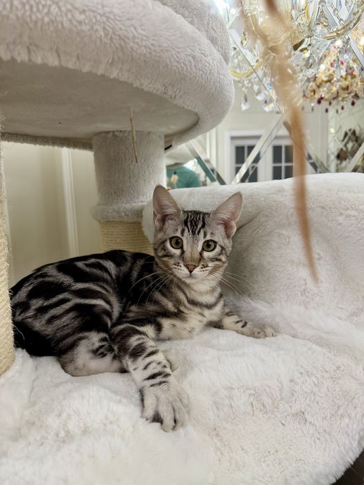 Бенгальский мальчик привит