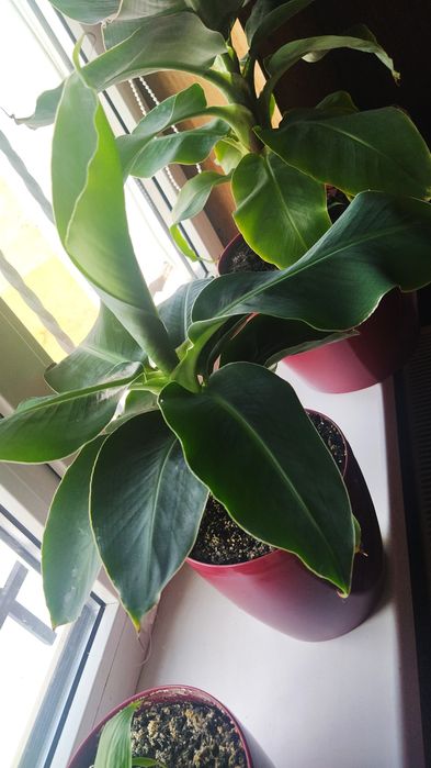 Банан київський карликовий домашній