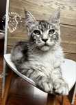 Kotka Maine Coon