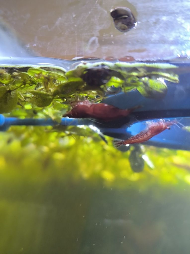 Camarão neocaradina Red