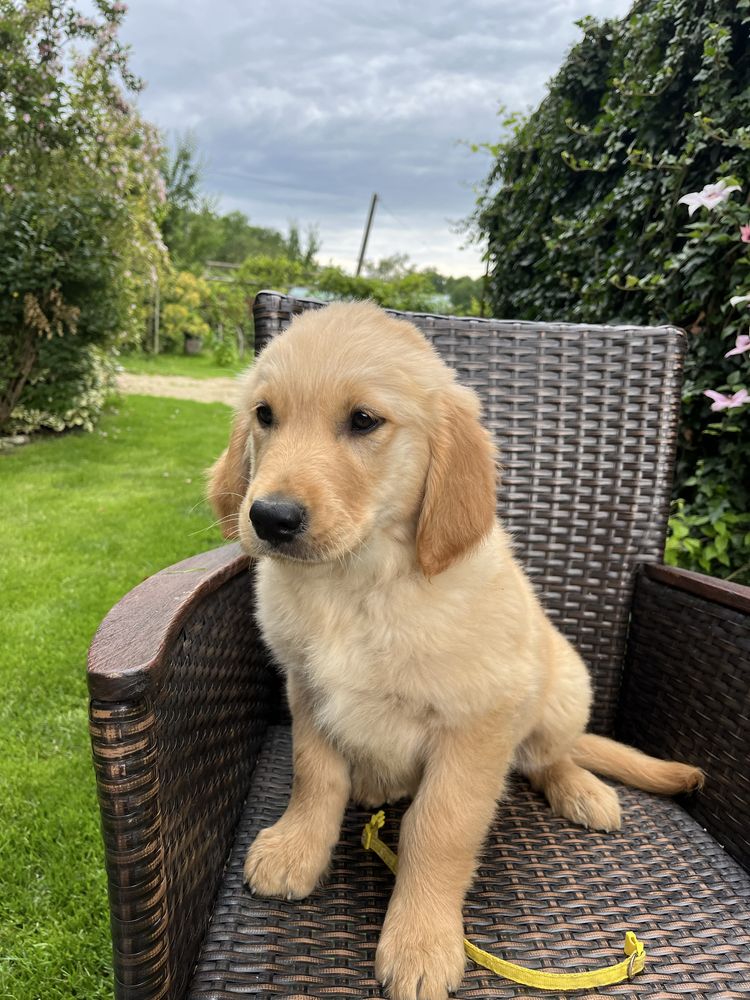 Golden Retriever