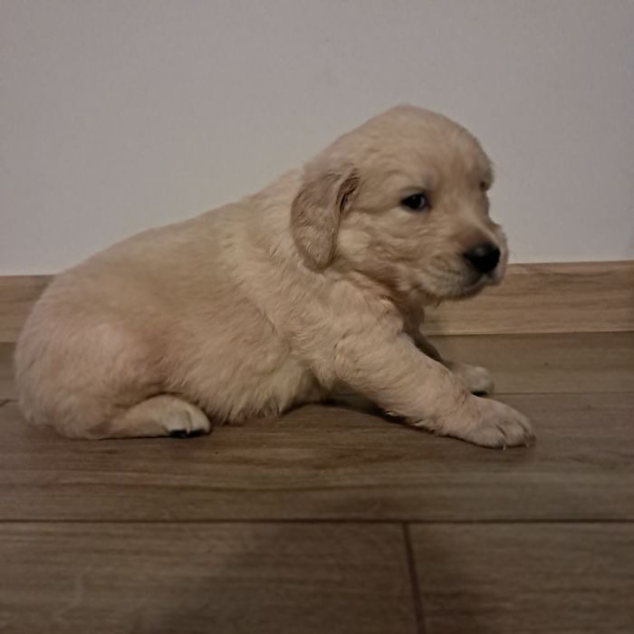 Szczenię do rezerwacji