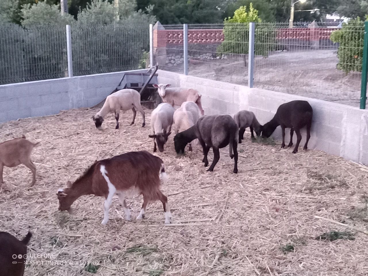 Ovelhas e cabras