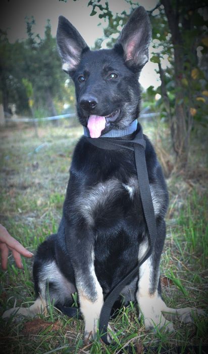 Замечательные породные ВЕО от выставочных родителей.