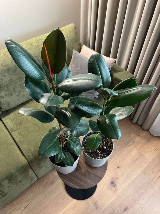 Фікус каучуконосний від 0,5