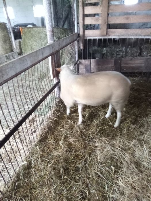 Tryk na sprzedaż białogłowy