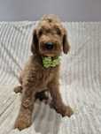 Goldendoodle f1 standard Duży