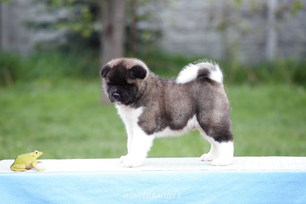 Американская Акита ~ American Akita FCI ! КСУ