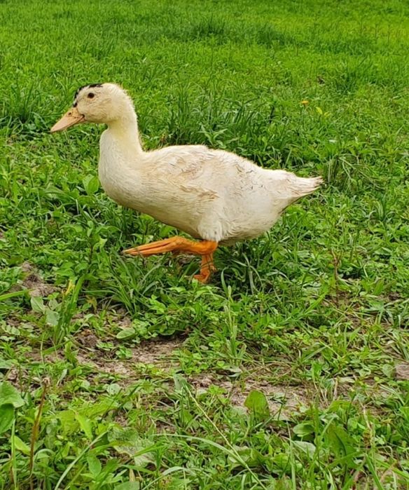Kaczki, kaczogęsi duże mięsne, do uboju