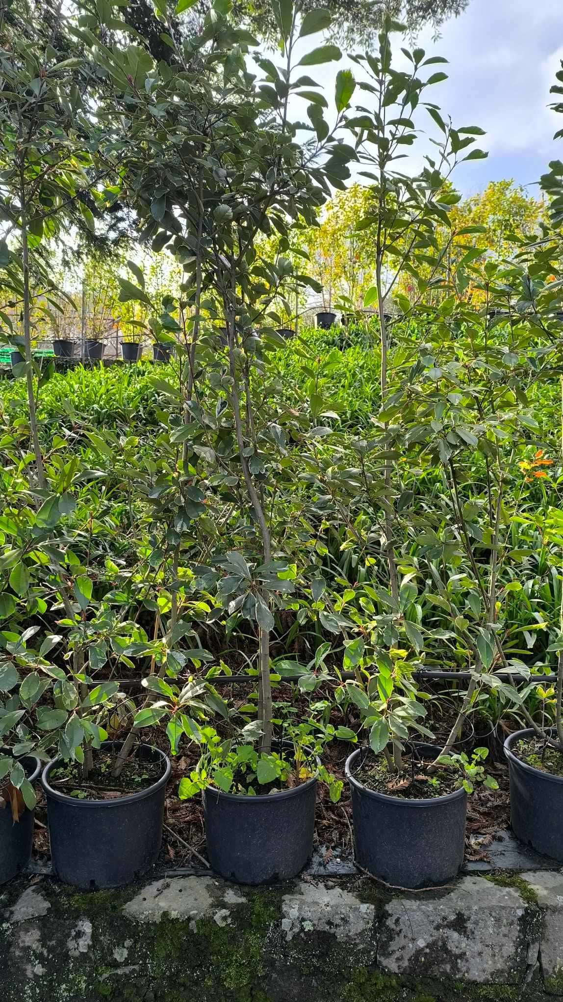 Photinia Variegata