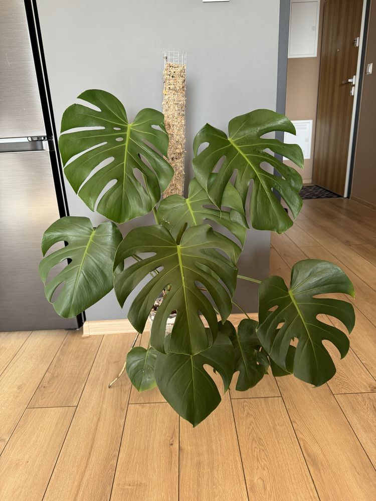 Monstera deliciosa