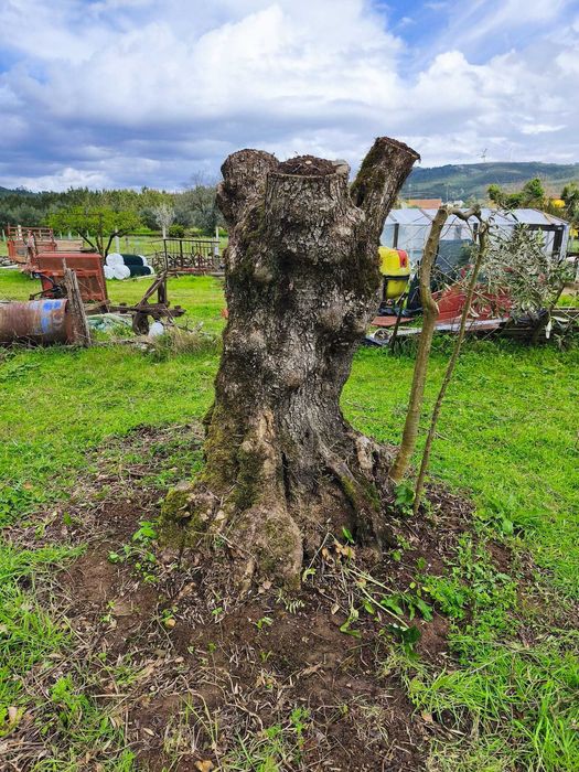 Oliveiras centenária