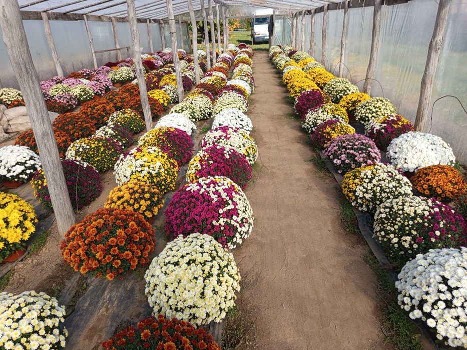 Chryzantemy drobno kwiatowe i wielkokwiatowe CENA od 20 zł do 50 zł