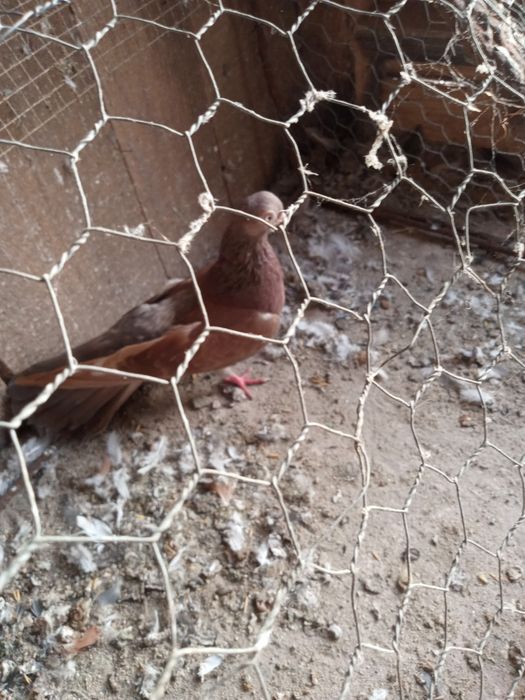 Gołębie zamojskie -zamiana