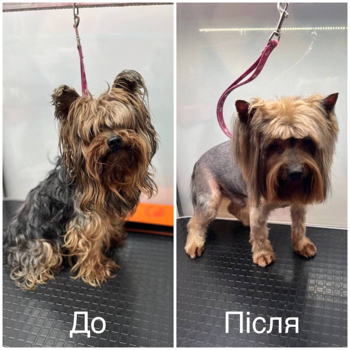 Стрижка собак мелких и средних пород